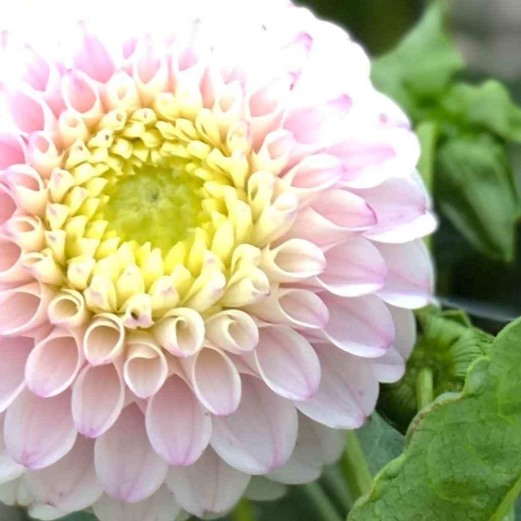 Dahlia Pink Pearl - baldahlia