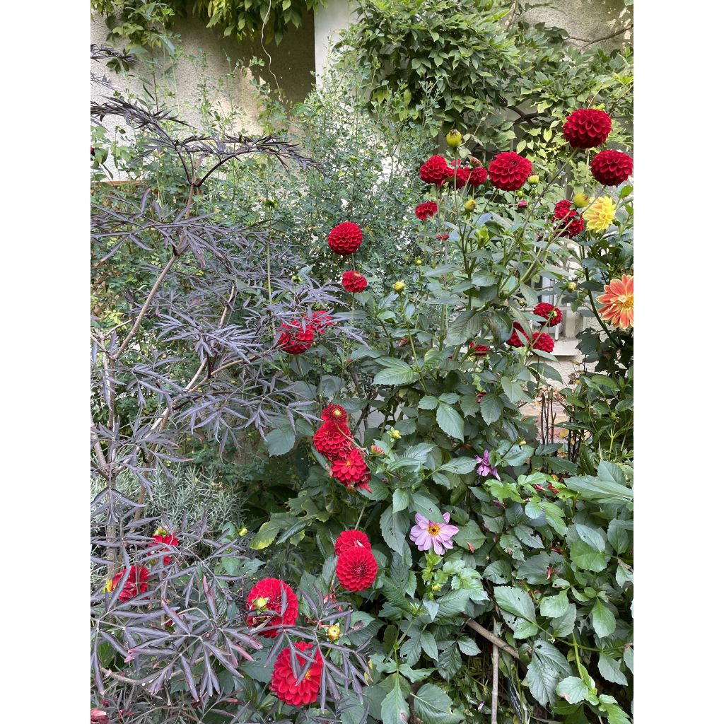Dahlia Red Fox - baldahlia
