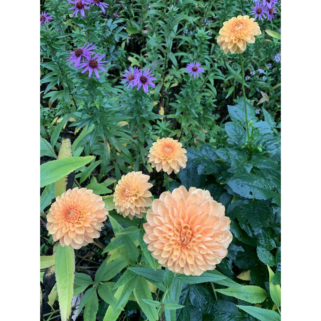 Dahlia Sylvia - baldahlia