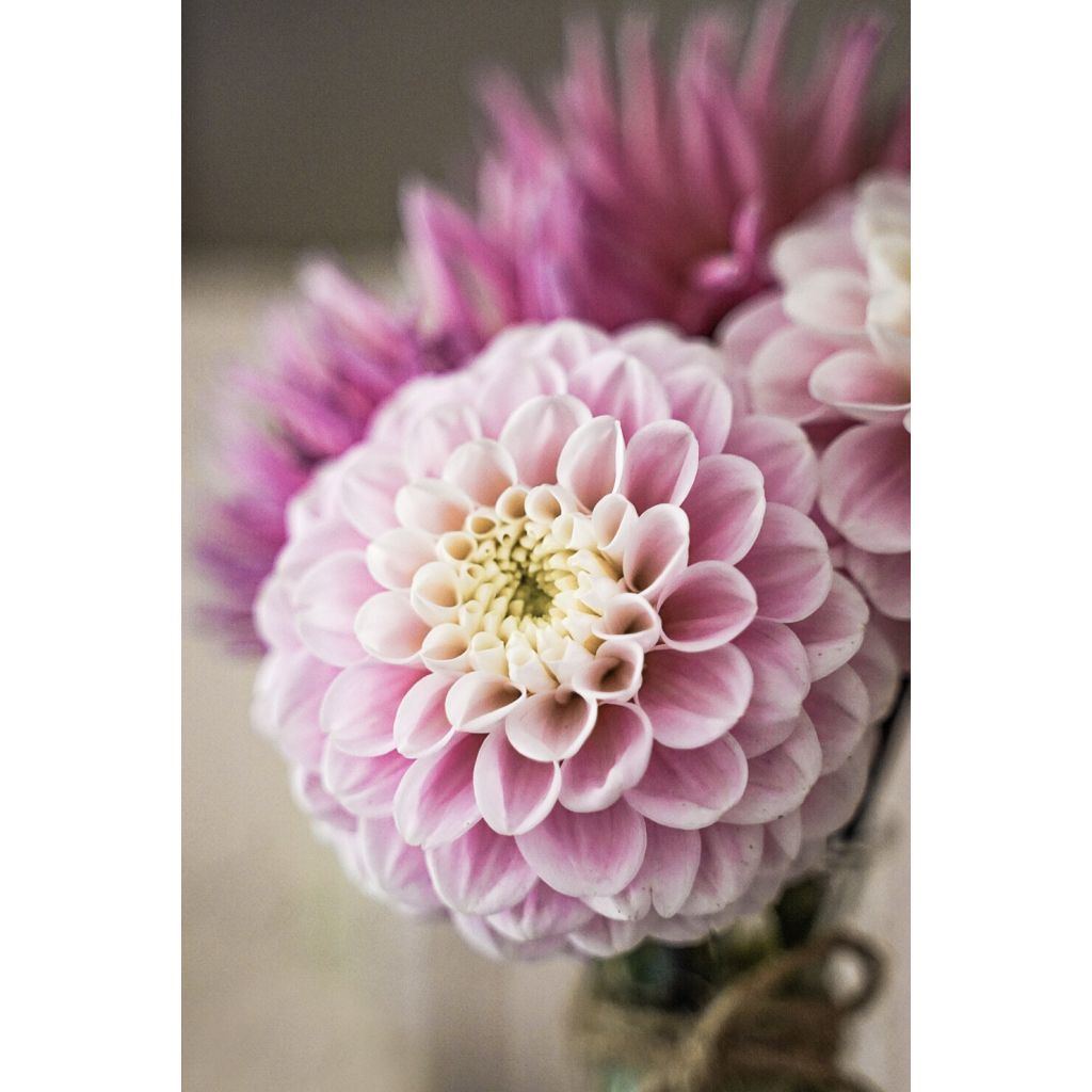 Dahlia Wizard Of Oz - baldahlia