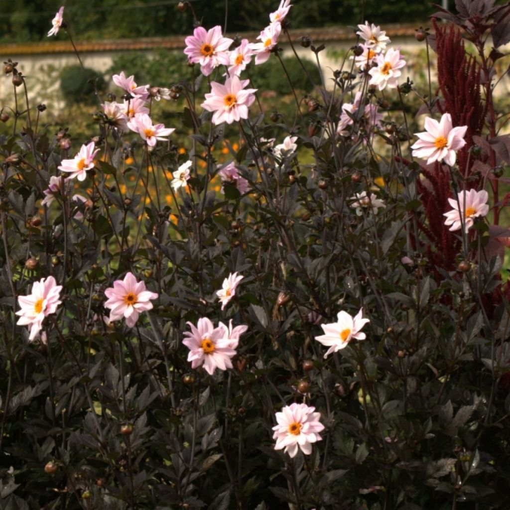 Dahlia Bishop of Leicester - donkerbladige dahlia