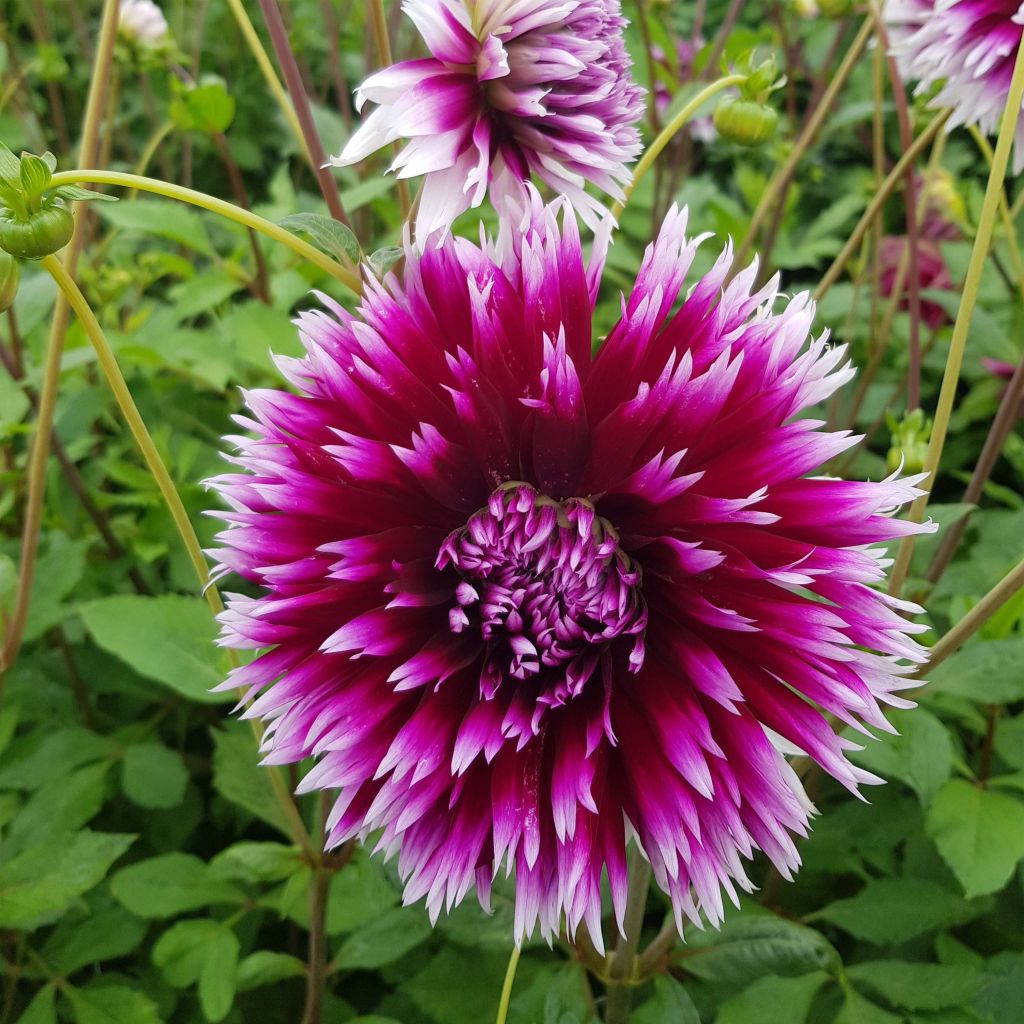 Dahlia Clair Obscur - cactusdahlia
