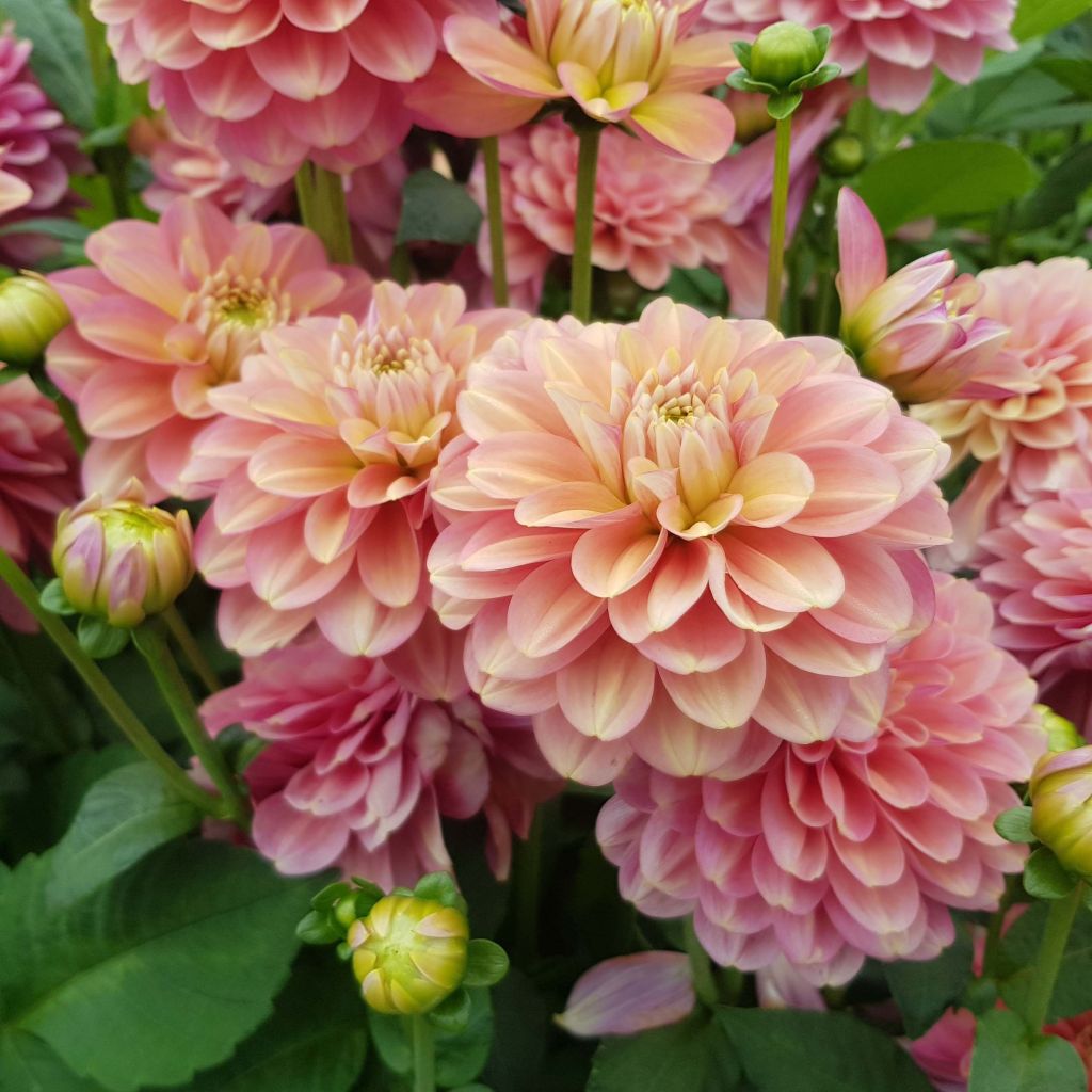 Dahlia Milena Fleur - Waterleliedahlia