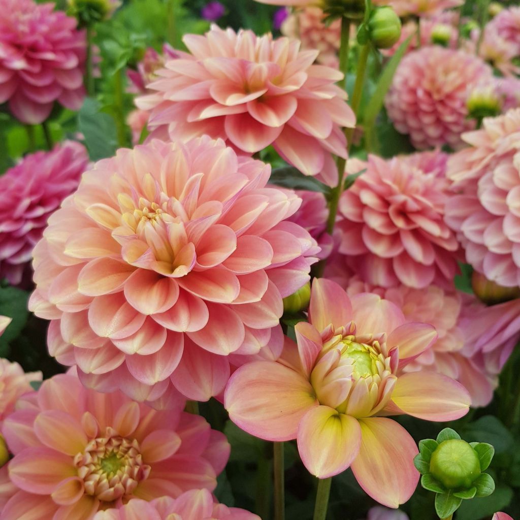 Dahlia Milena Fleur - Waterleliedahlia