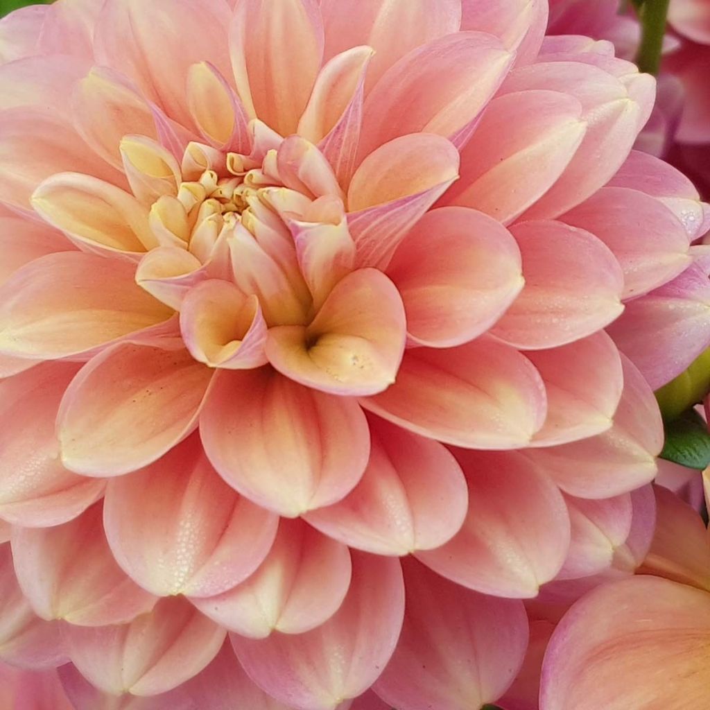 Dahlia Milena Fleur - Waterleliedahlia