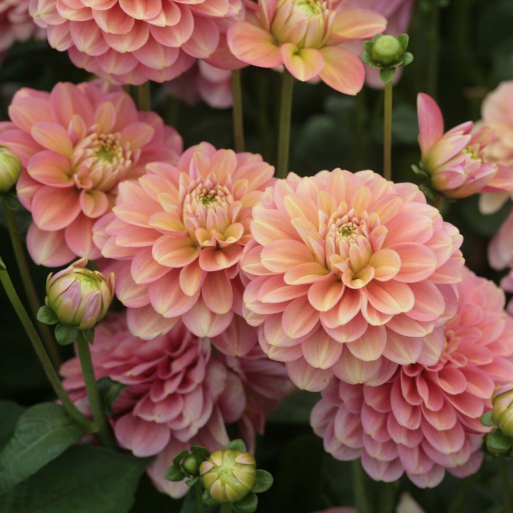 Dahlia Milena Fleur - Waterleliedahlia