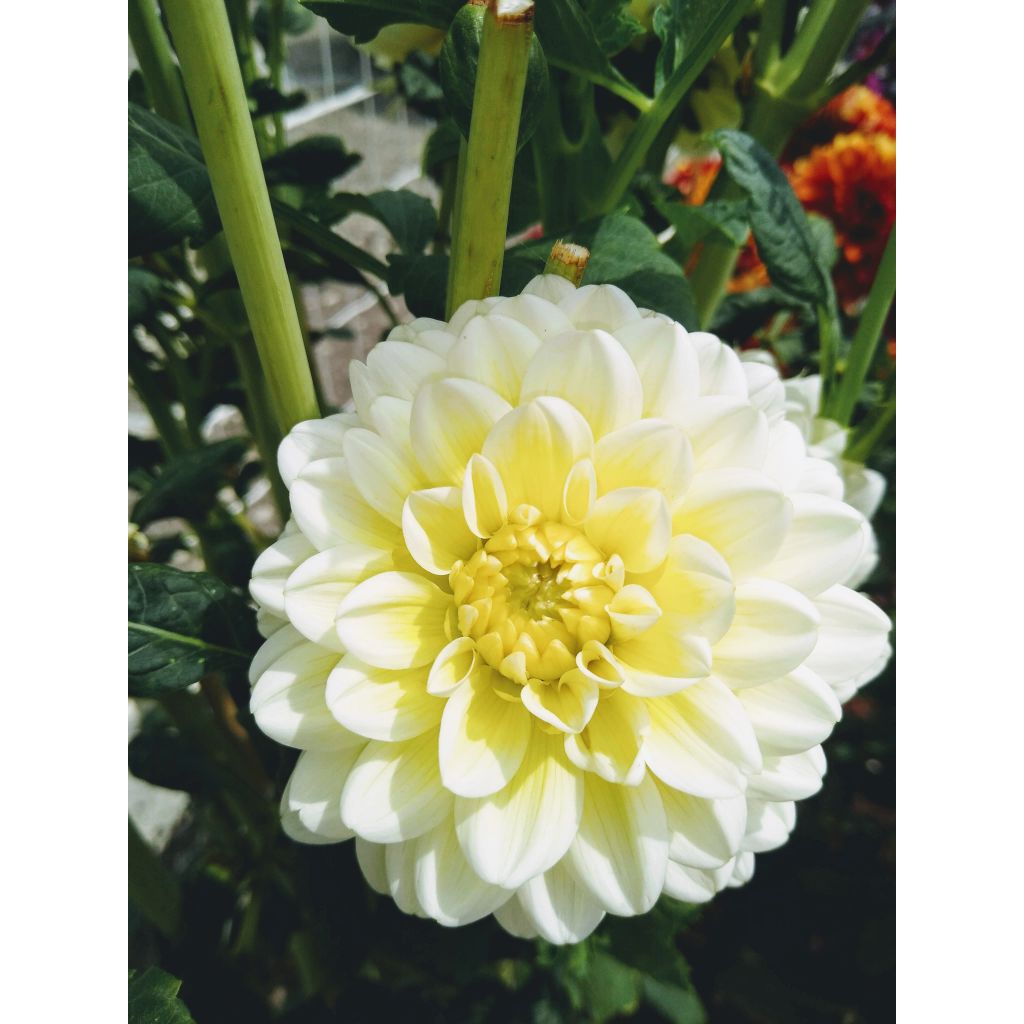 Dahlia Vanilla - Waterleliedahlia