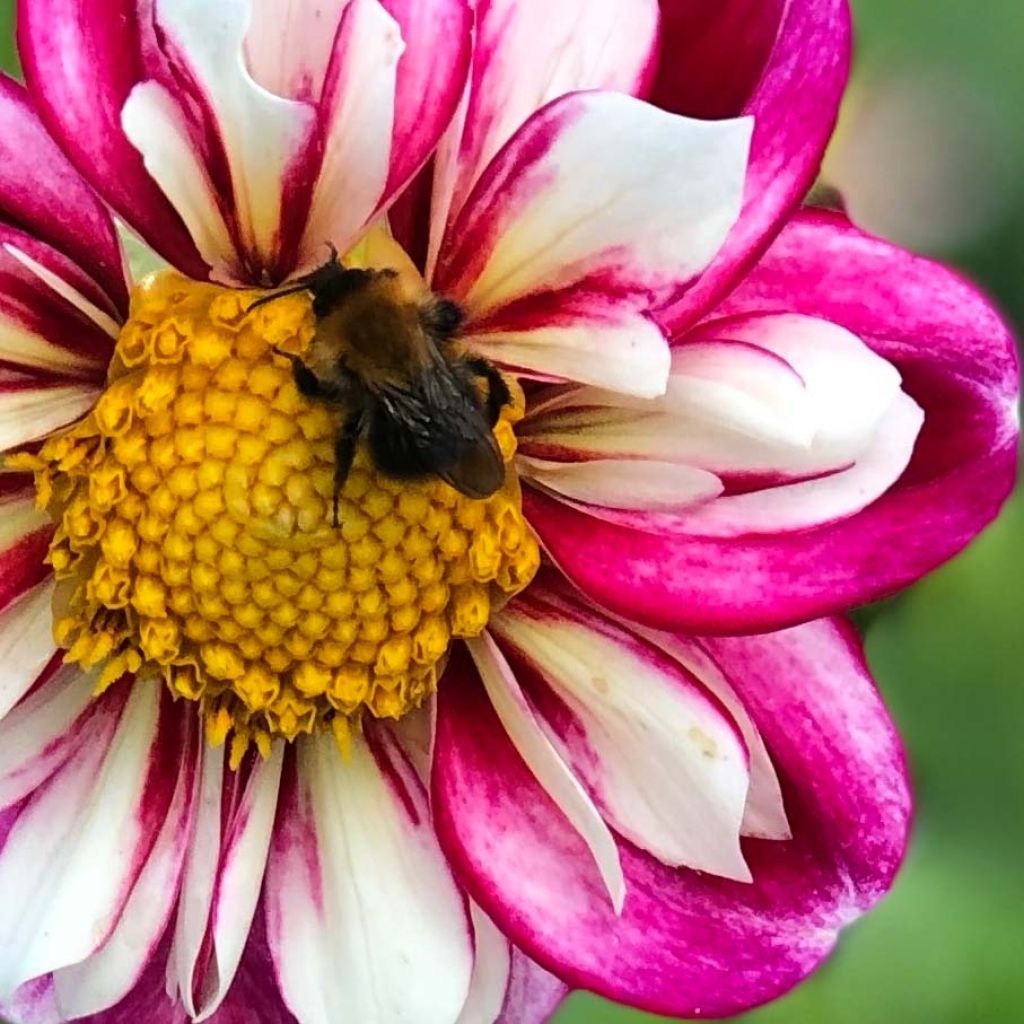 Dahlia Bumble Rumble - collerettedahlia