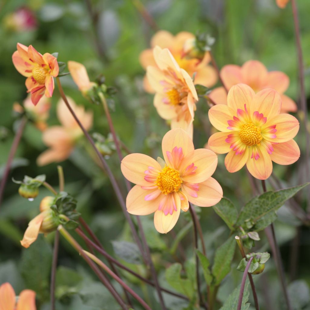 Dahlia Kelsey Annie Joy - halskraagdahlia