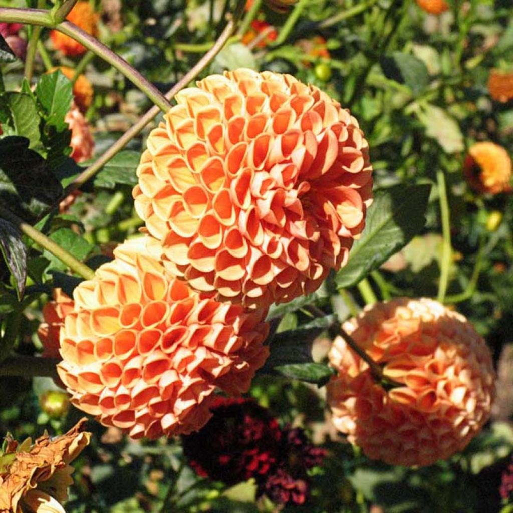 Dahlia Cornel Bronz - baldahlia