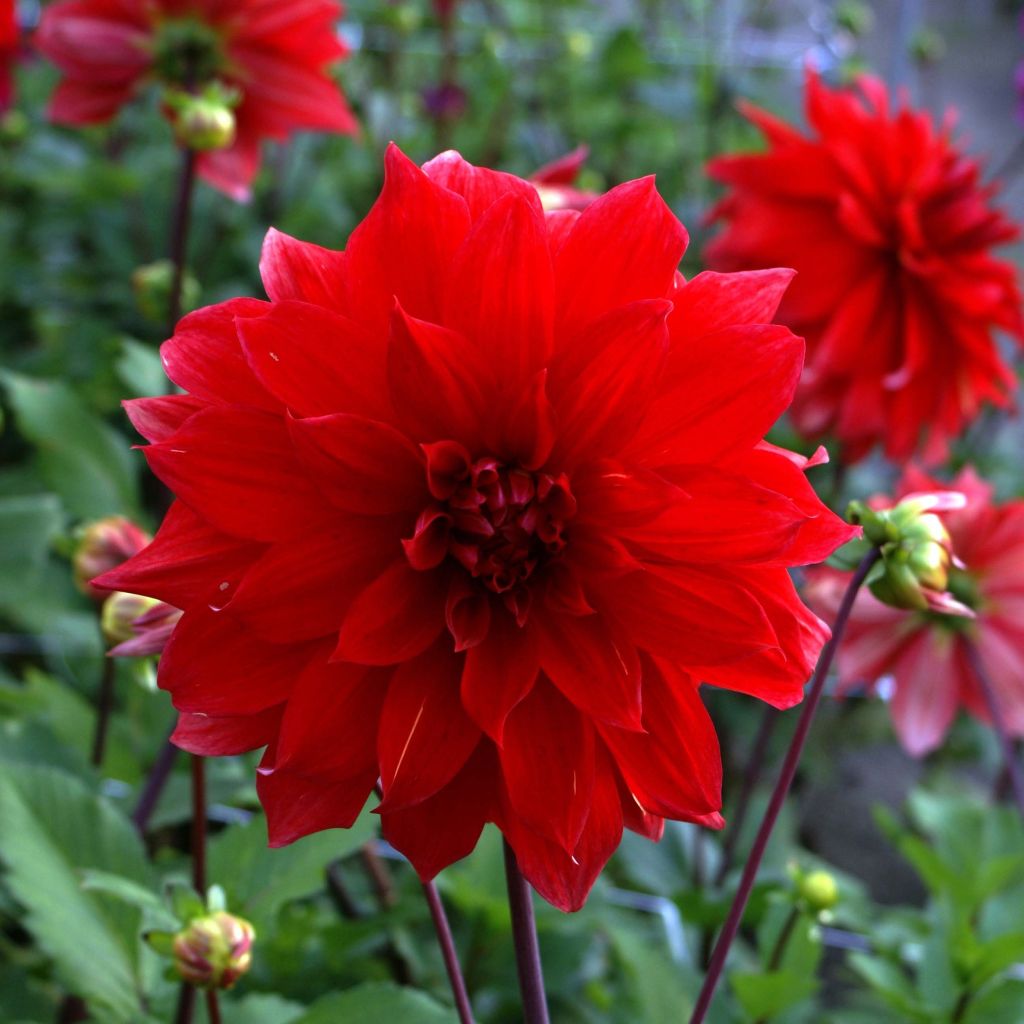 Dahlia Babylon - decoratieve dahlia rood