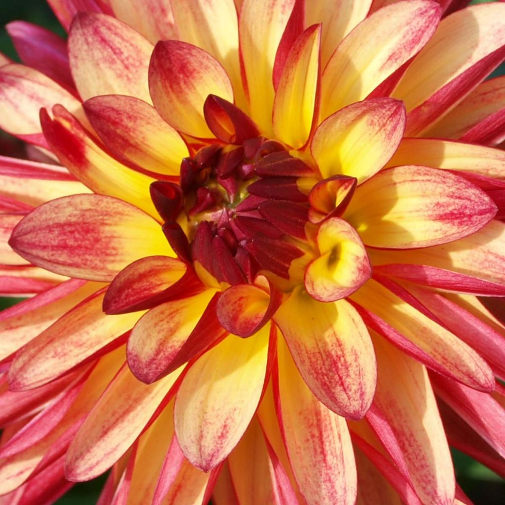 Dahlia Crazy Legs - decoratieve dahlia