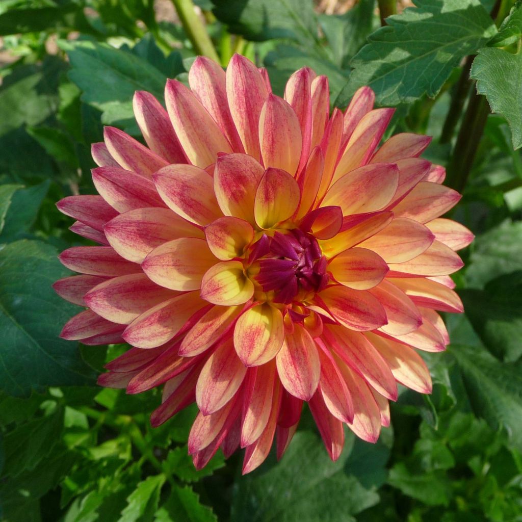 Dahlia Crazy Legs - decoratieve dahlia