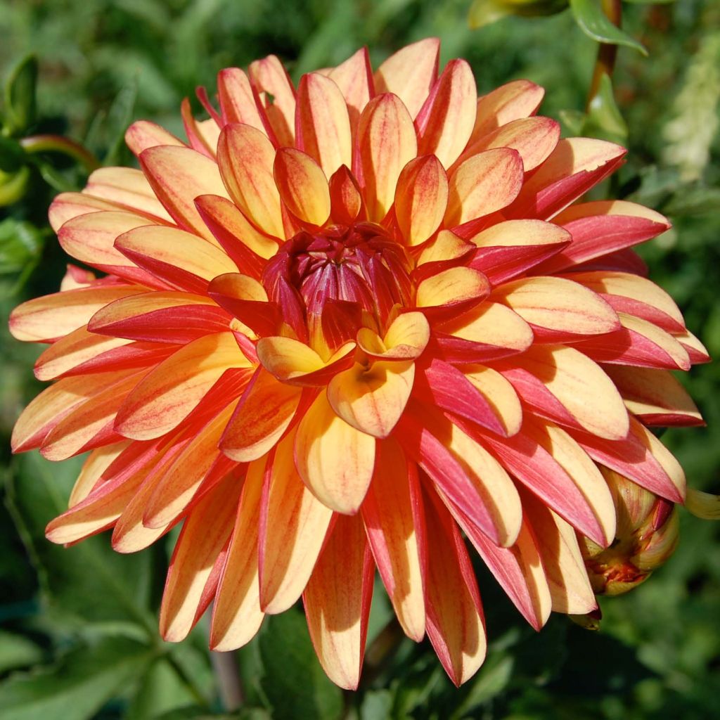 Dahlia Crazy Legs - decoratieve dahlia
