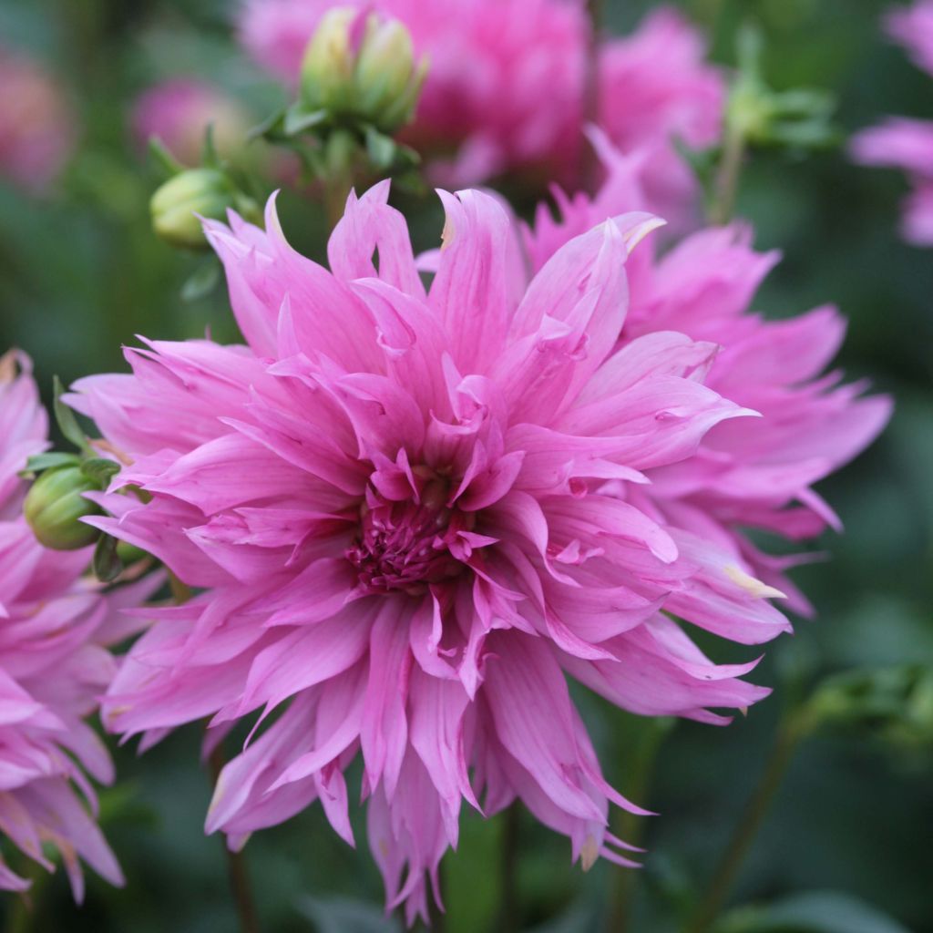 Dahlia Frizzle Sizzle - decoratieve dahlia