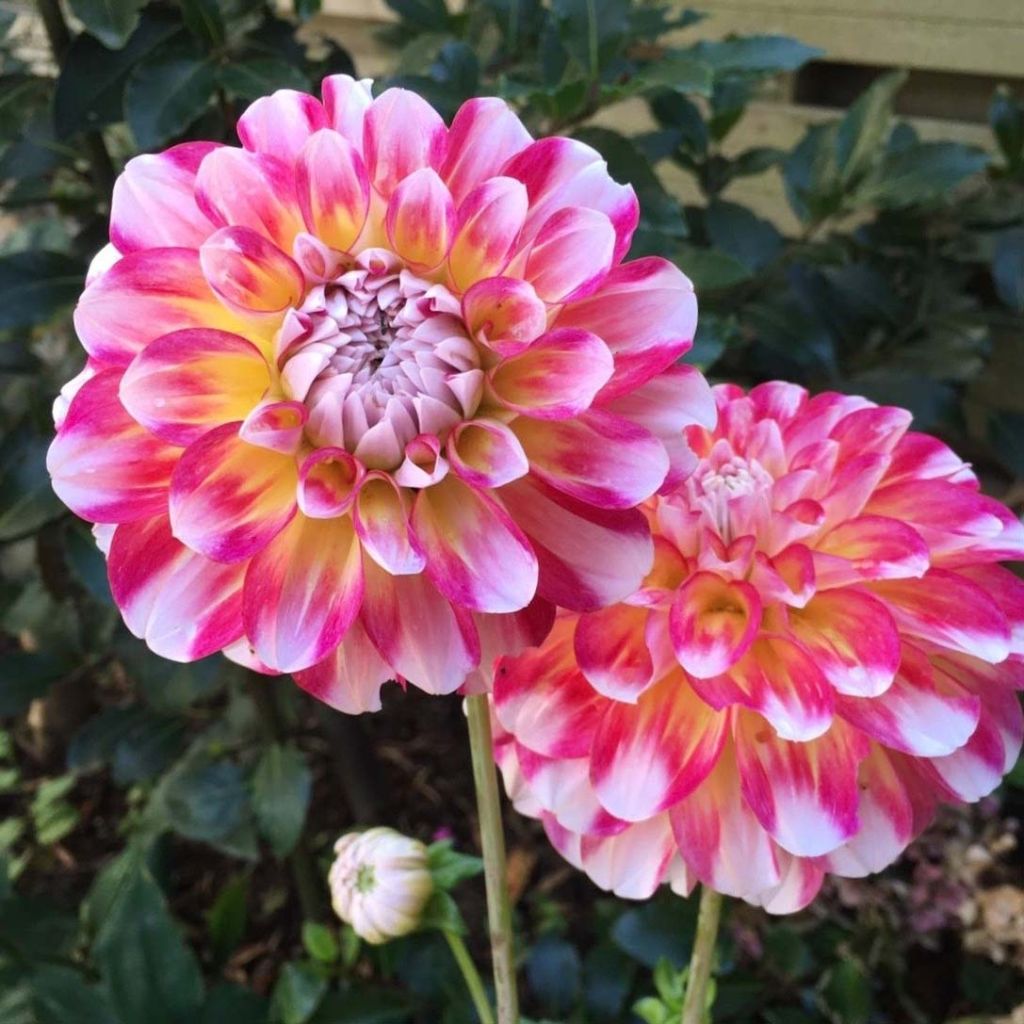 Dahlia Hawaii - decoratieve dahlia