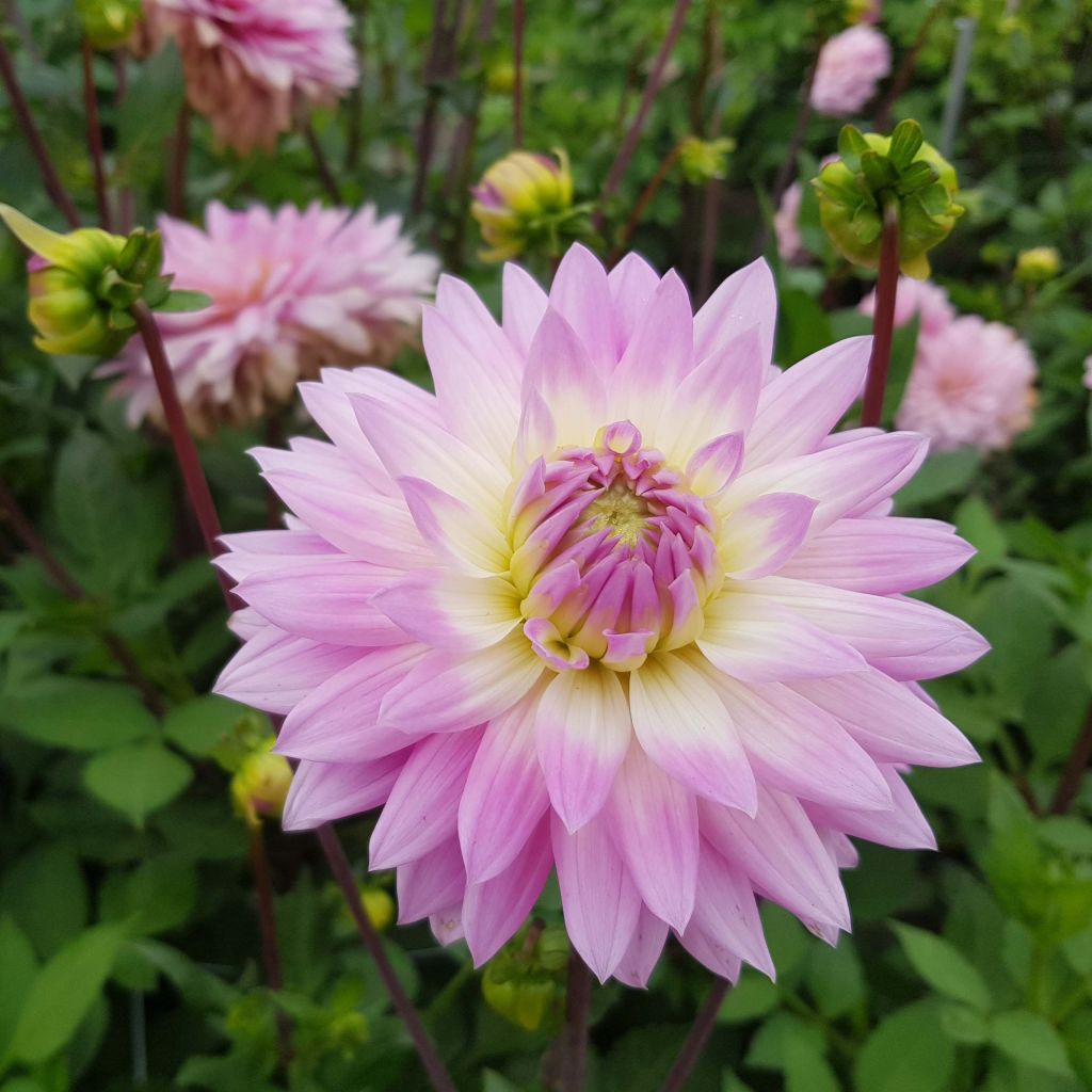 Dahlia Miss Delilah - decoratieve dahlia