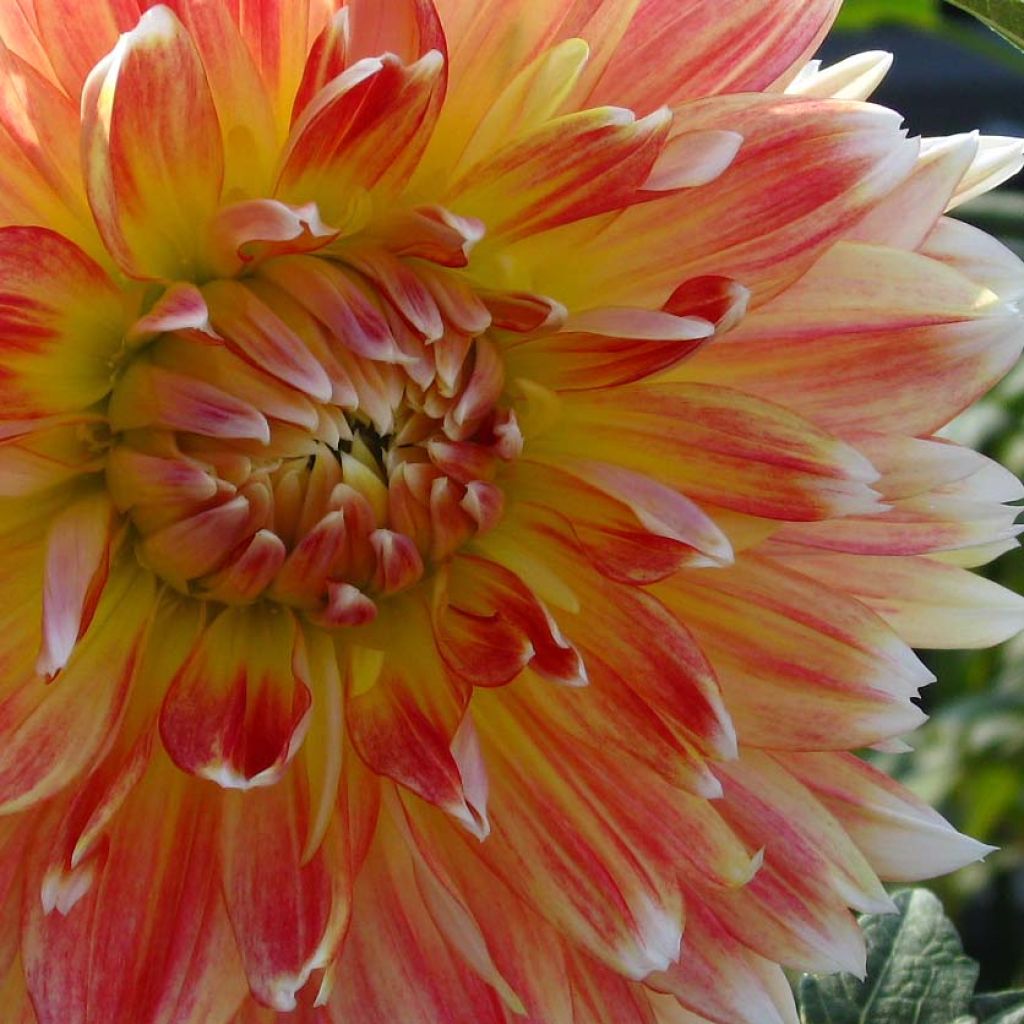 Dahlia Peaches and Cream - decoratieve dahlia