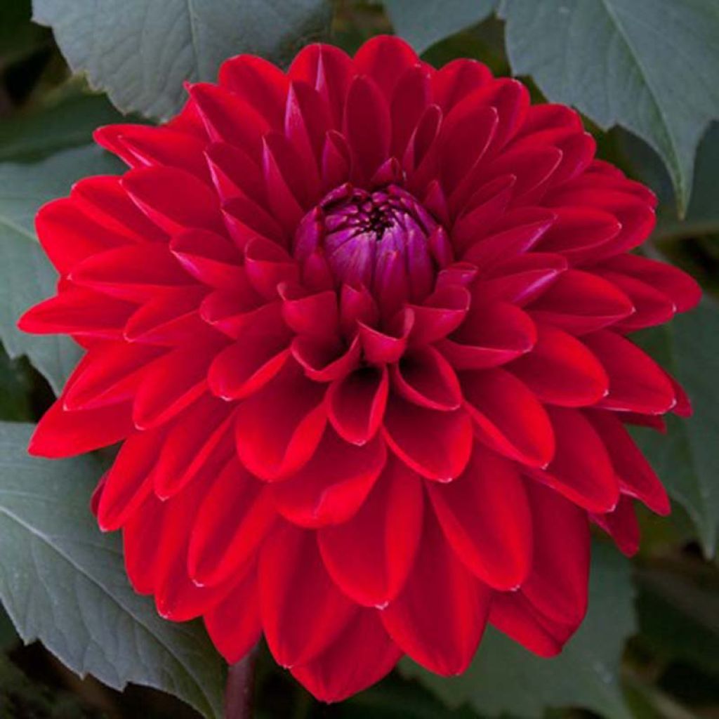 Dahlia Philadelphia - decoratieve dahlia