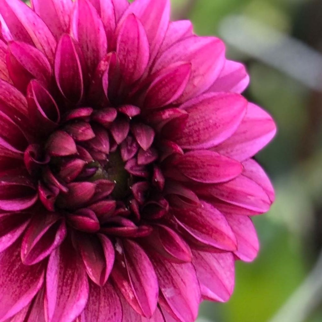 Dahlia Seniors Hope - decoratieve dahlia