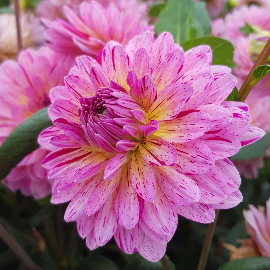 Dahlia Tropical - decoratieve dahlia