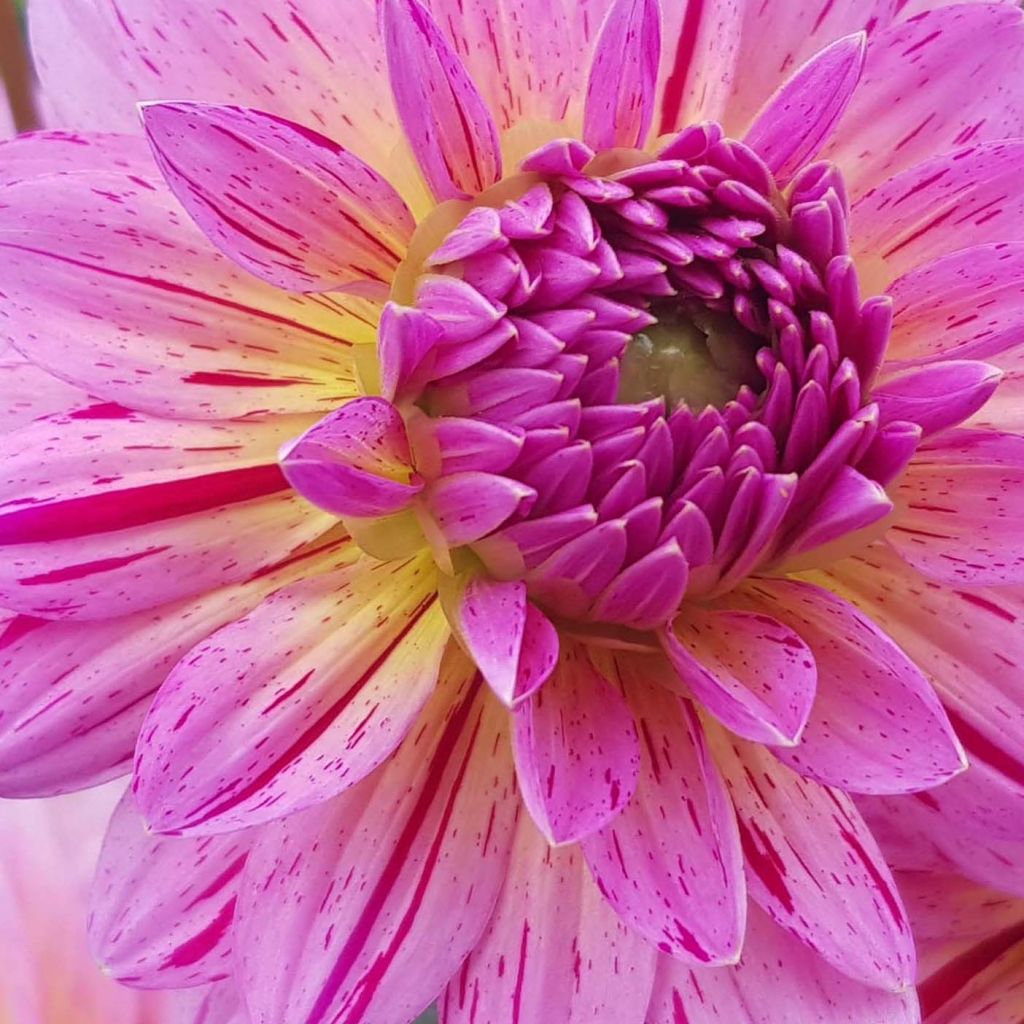 Dahlia Tropical - decoratieve dahlia