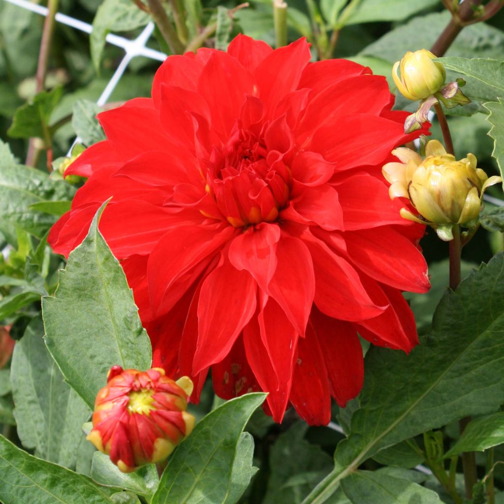 Dahlia Barbarossa - grootbloemige dahlia