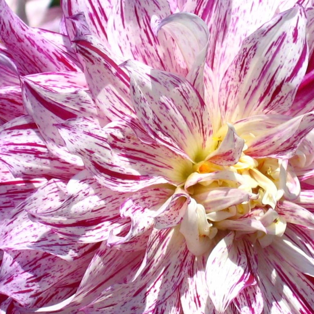 Dahlia Bristol Stripe - grootbloemige dahlia