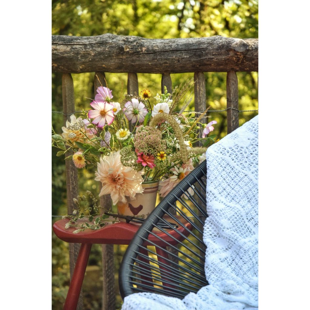 Dahlia Café Au Lait - Dinnerplate dahlia