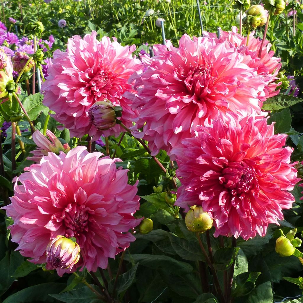 Dahlia Islander - grootbloemige dahlia