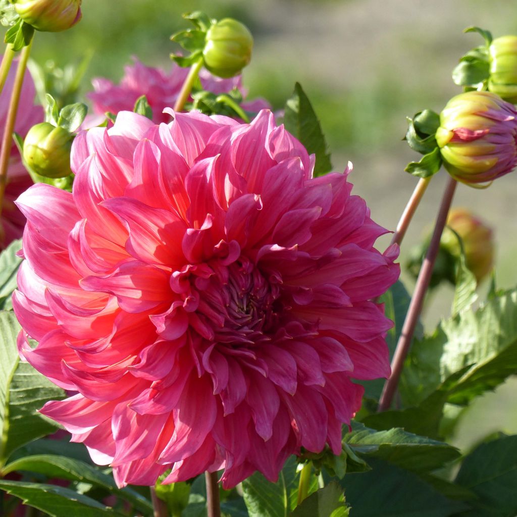 Dahlia Islander - grootbloemige dahlia