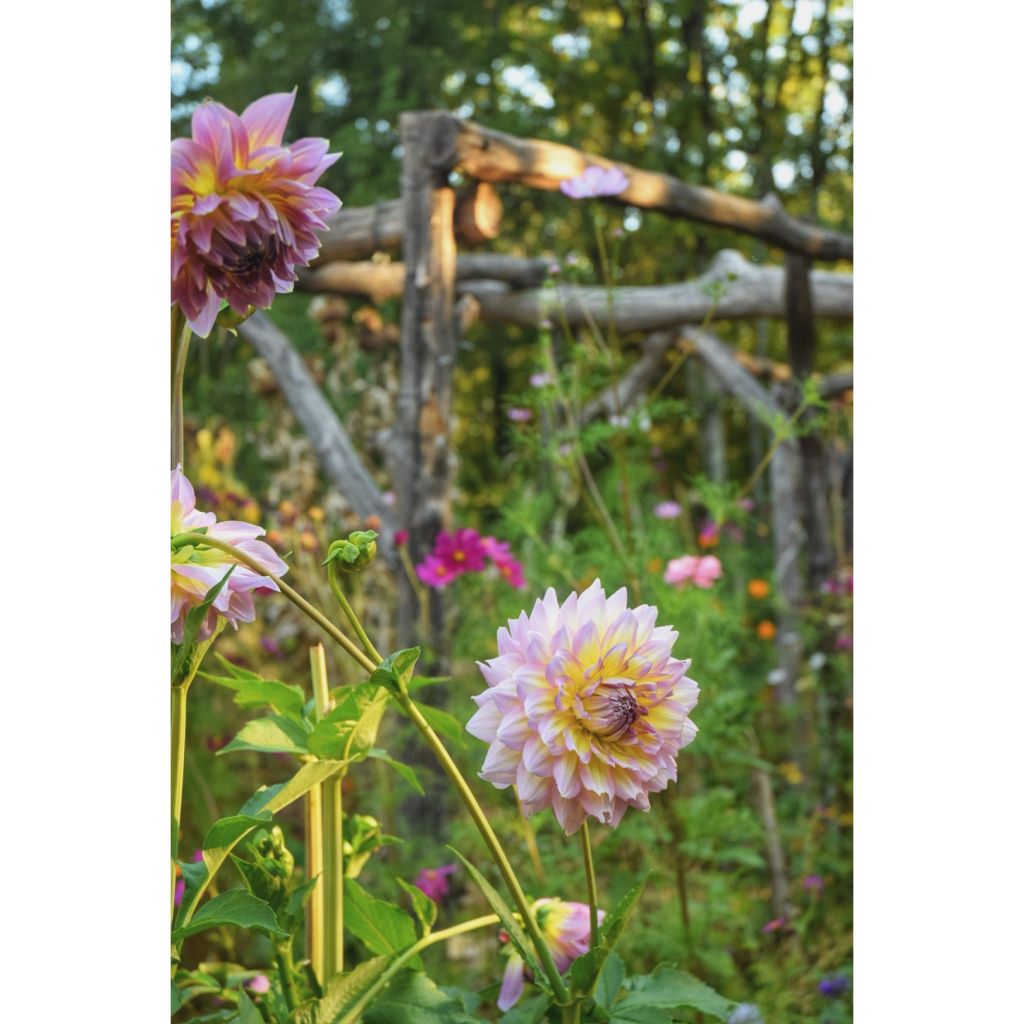 Dahlia Kid's Climax - grootbloemige dahlia