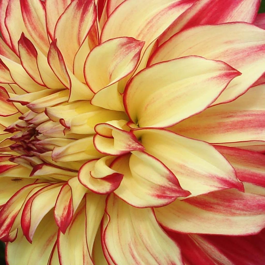 Dahlia Lady Darlene - grootbloemige dahlia