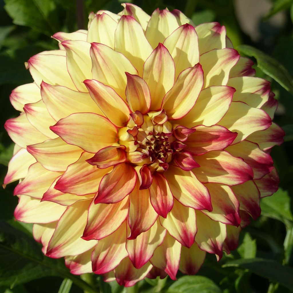 Dahlia Lady Darlene - grootbloemige dahlia