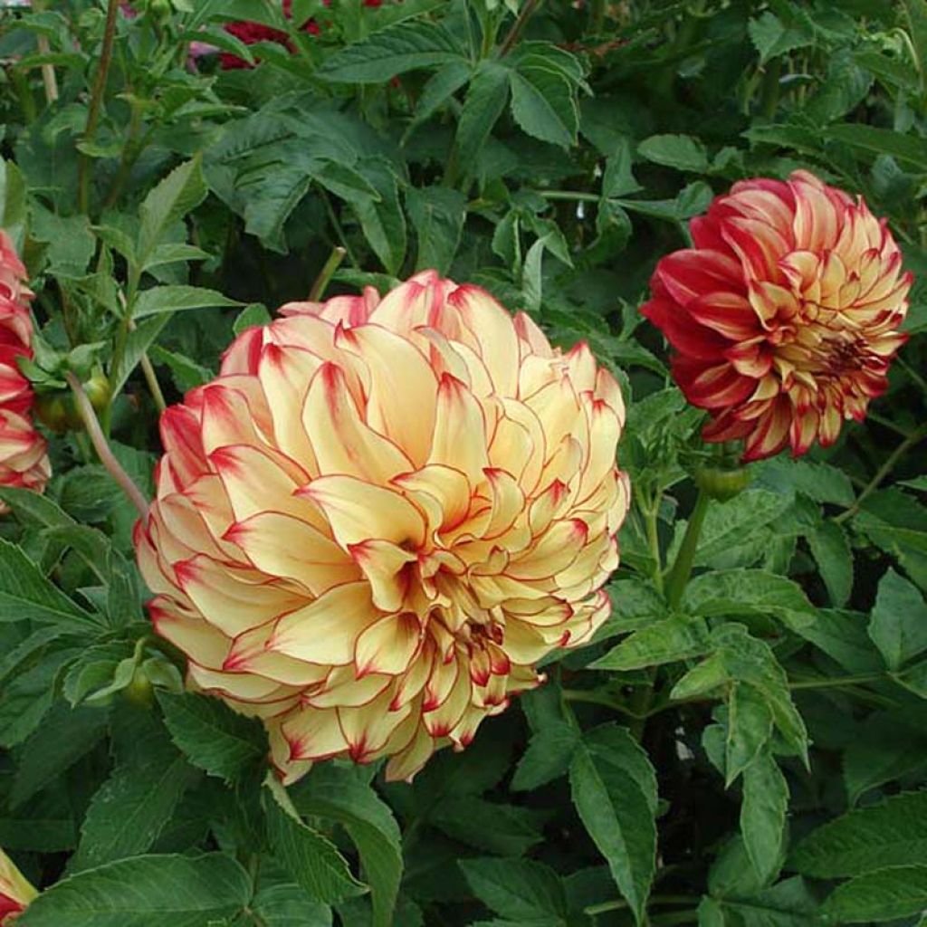 Dahlia Lady Darlene - grootbloemige dahlia