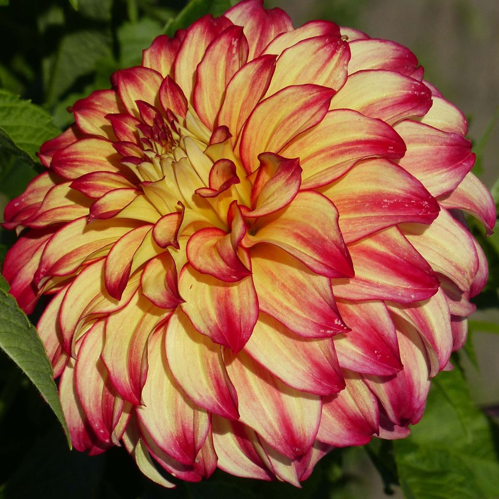 Dahlia Lady Darlene - grootbloemige dahlia