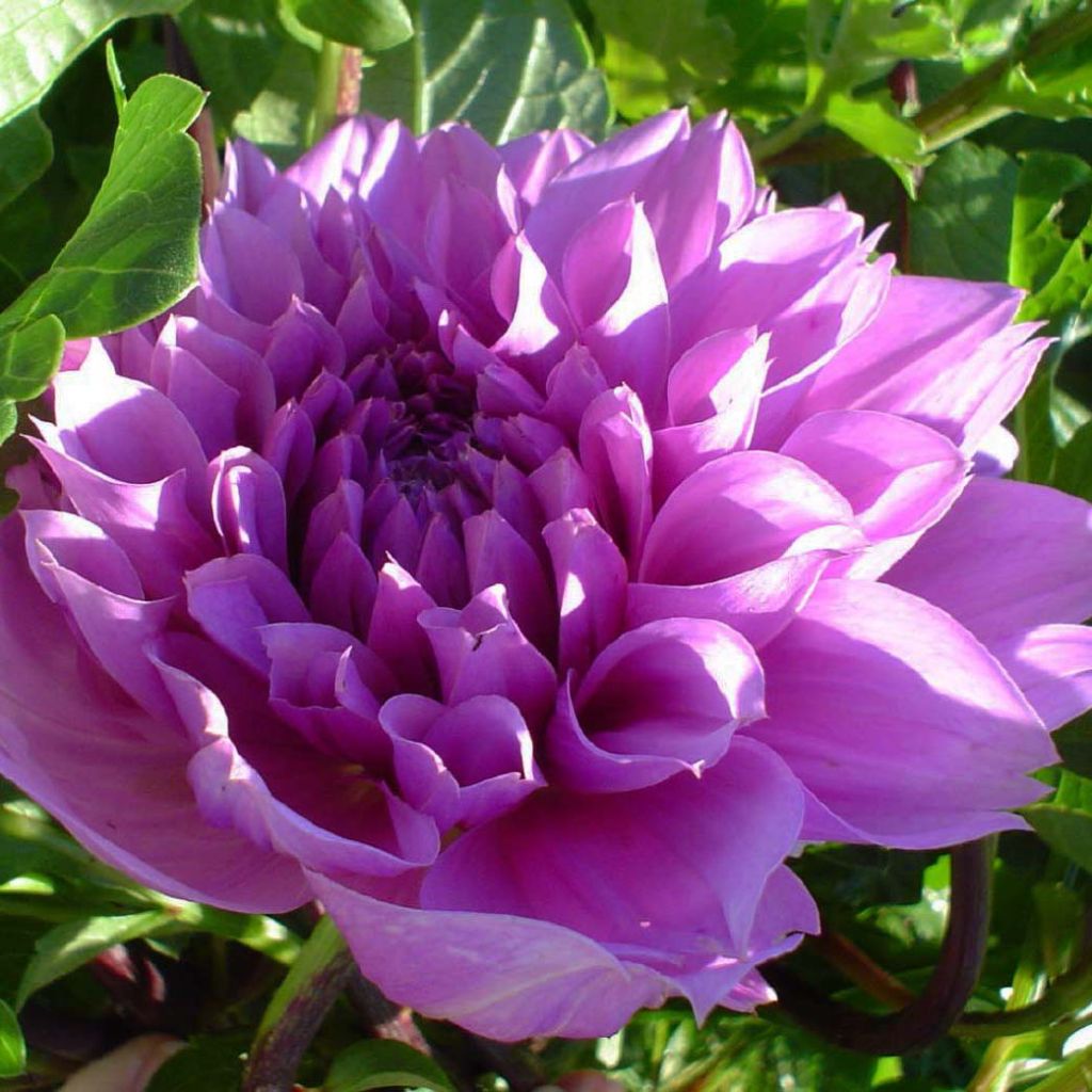 Dahlia Lilac Time - grootbloemige dahlia