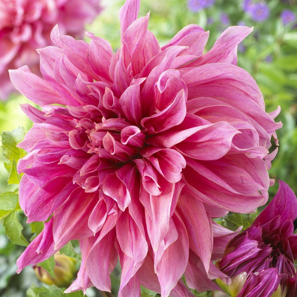 Dahlia Maki - grootbloemige dahlia