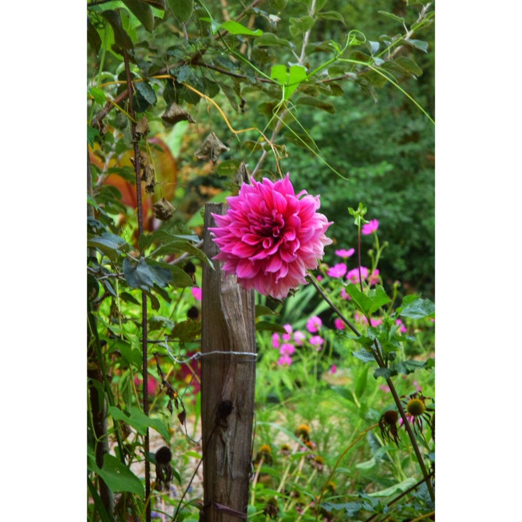 Dahlia Maki - grootbloemige dahlia