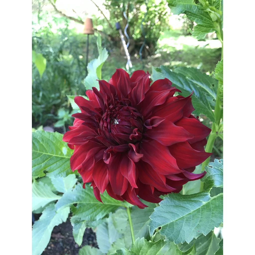 Dahlia Mingus Alex - grootbloemige dahlia