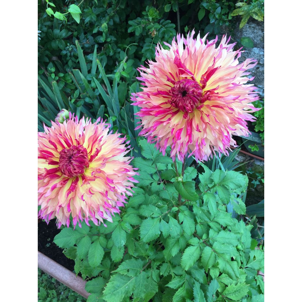 Dahlia Myrtle's Folly - grootbloemige dahlia