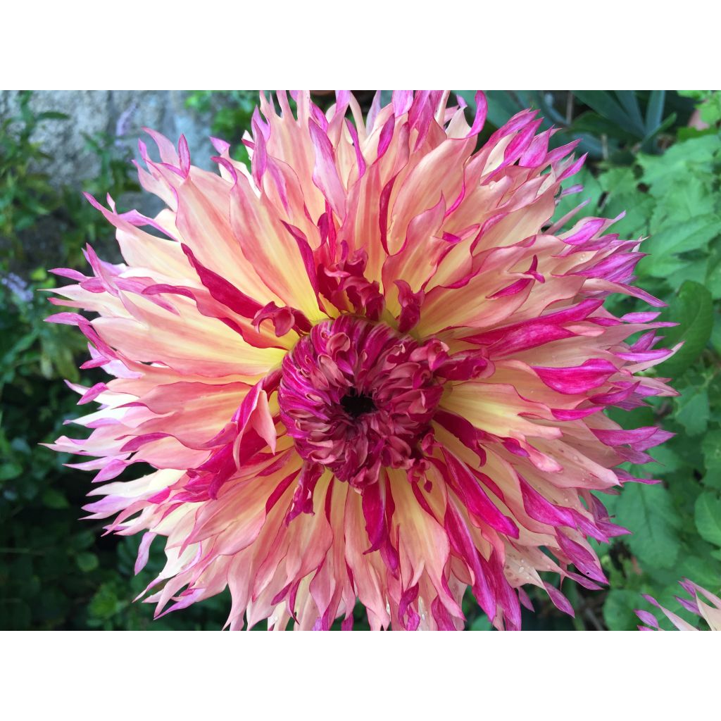 Dahlia Myrtle's Folly - grootbloemige dahlia