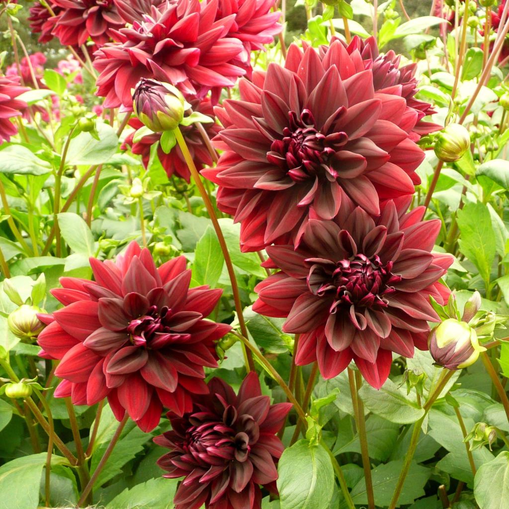 Dahlia Sam Hopkins - grootbloemige dahlia