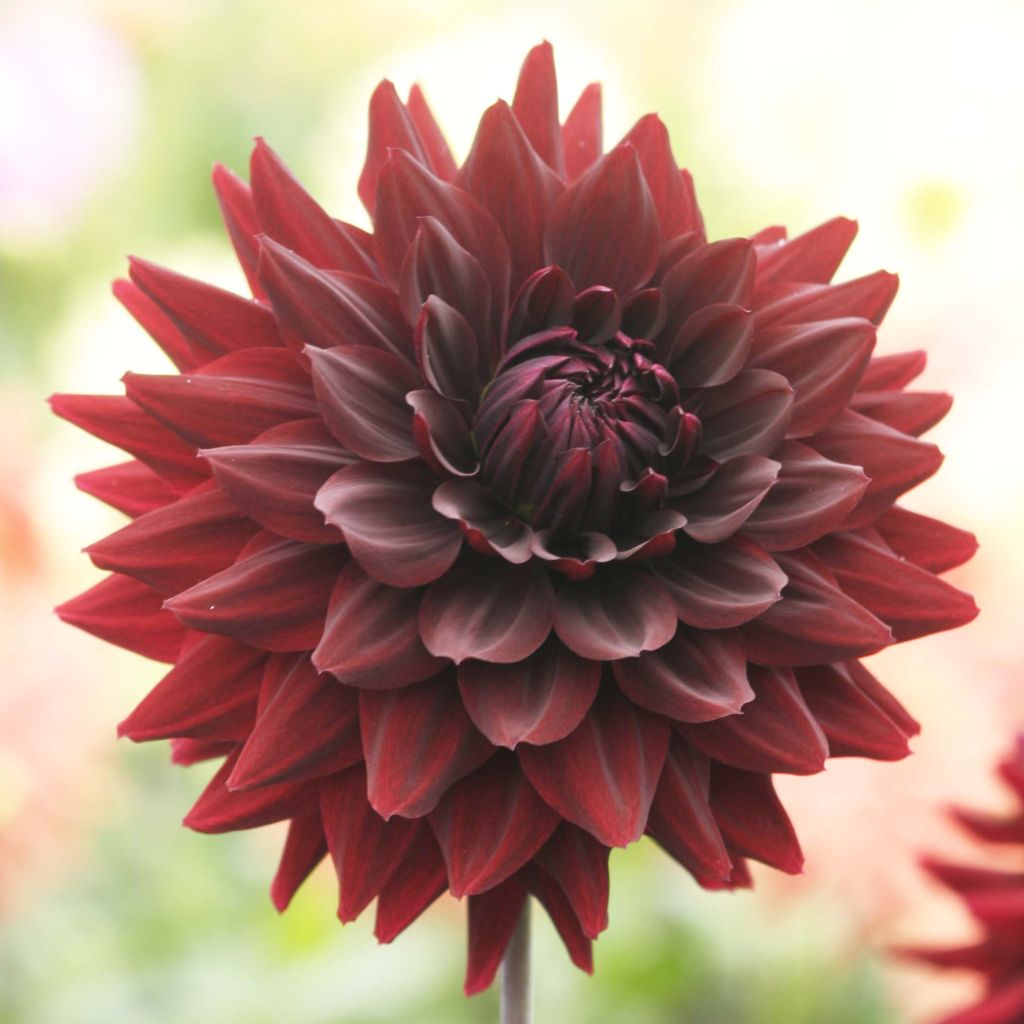 Dahlia Sam Hopkins - grootbloemige dahlia