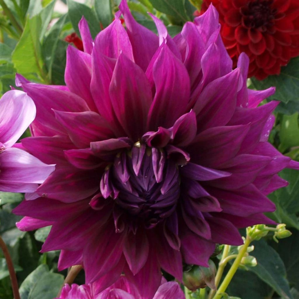 Dahlia Thomas Edison - grootbloemige dahlia