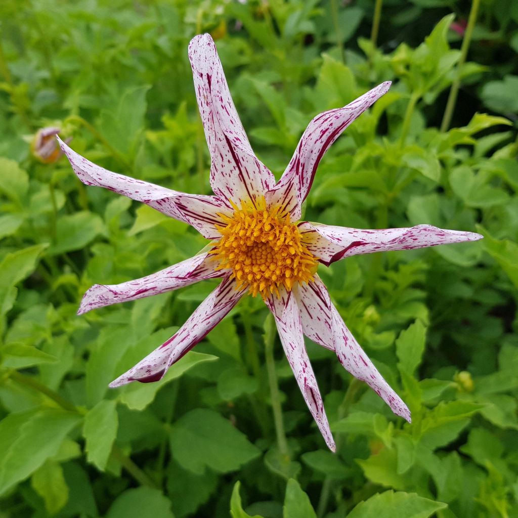 Dahlia Destiny's Teacher - orchideebloemige dahlia