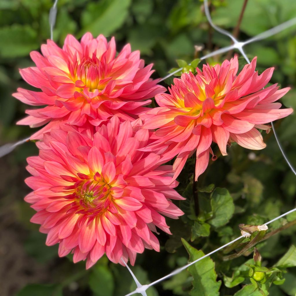 Dahlia Extase - dwergdahlia