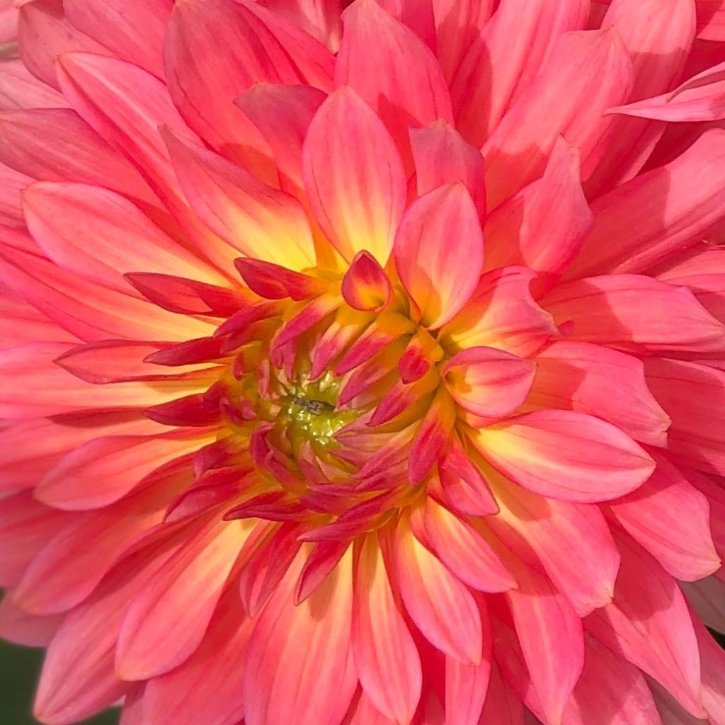 Dahlia Extase - dwergdahlia