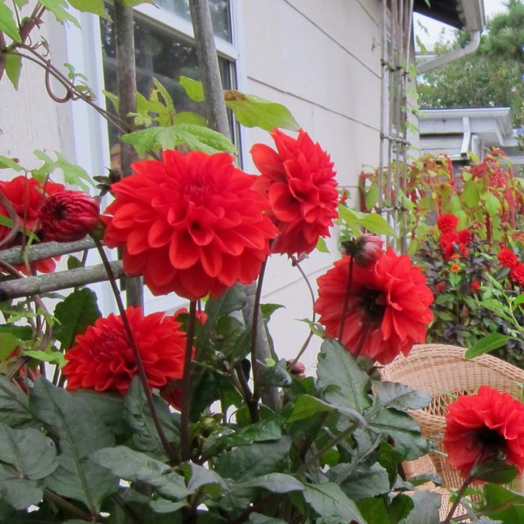 Dahlia Ellen Houston - dwergdahlia