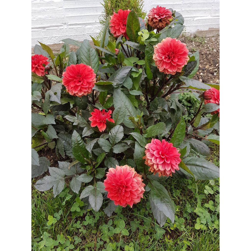 Dahlia Ellen Houston - dwergdahlia